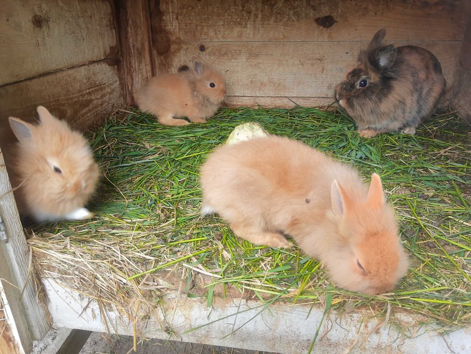 Króliki miniaturki samce, samice