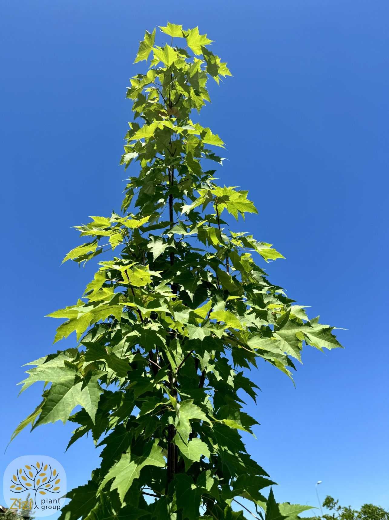 Acer rubrum Scanlon, Klon czerwony, kolumnowy,obwód 6-8, 8-10, 10-12cm