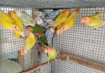 Aves Rosicollis 2022