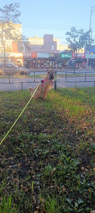 Отдам в хорошие руки девочку шарпея с документами чипирована