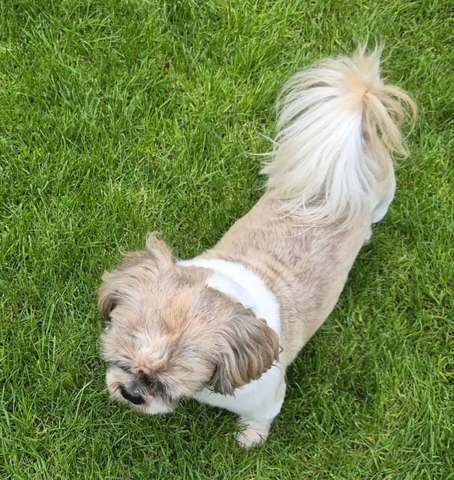 Piesek Shih-Tzu 5-letni z metryką FCI