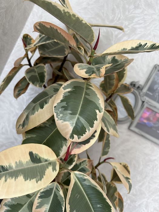 Фікус Еласиіка Беліз