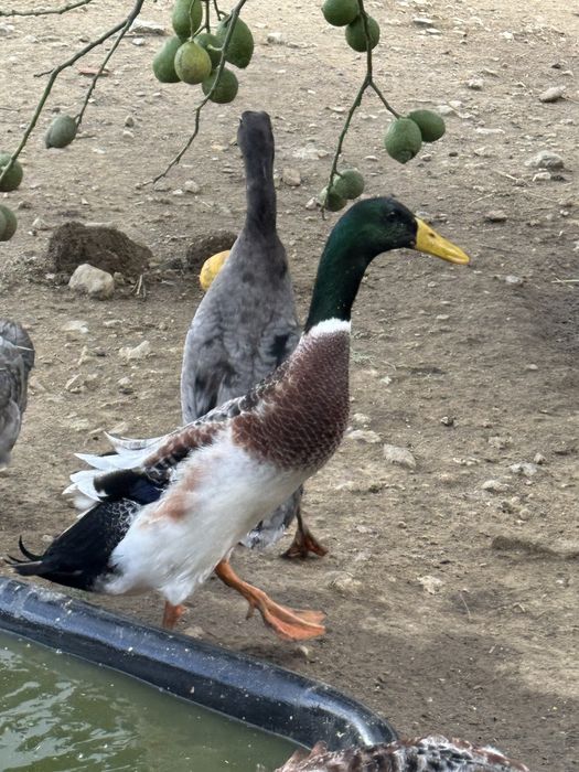 Patos corredores indianos