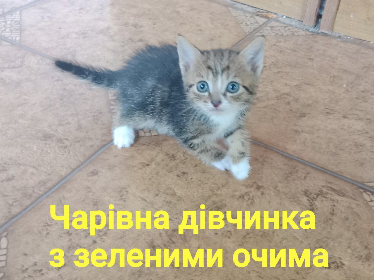 Кошенятка шукають свій дім
Викидають та топлять тільки живодери.
!!БЕЗ