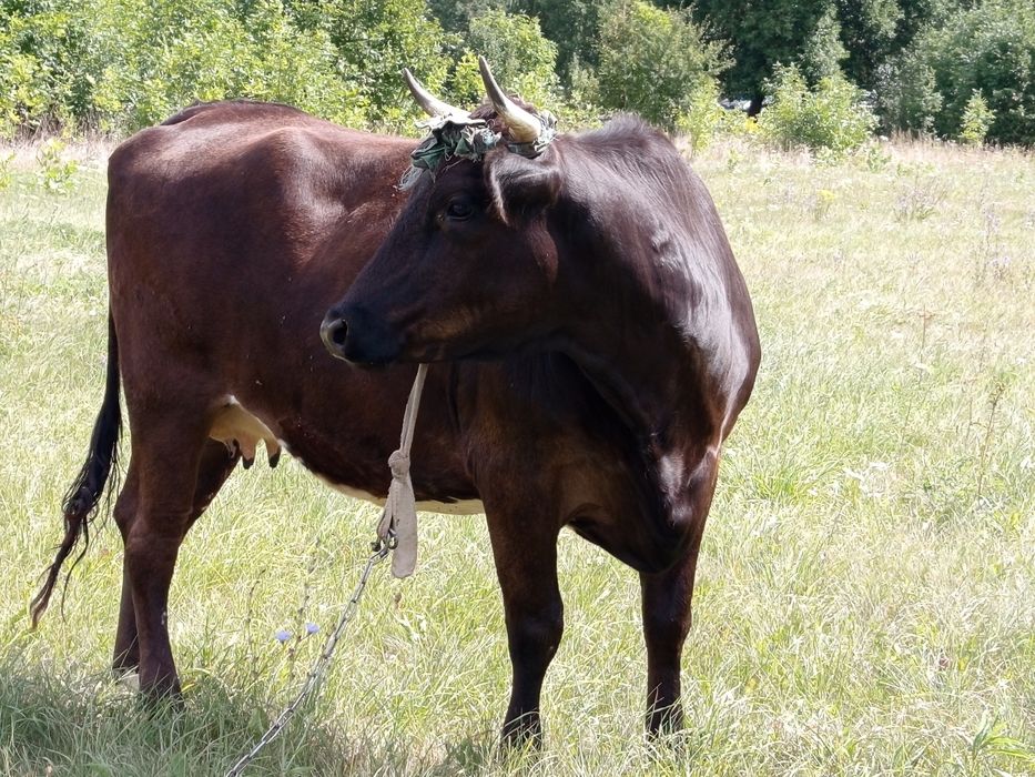 Krowa miesna zacielona