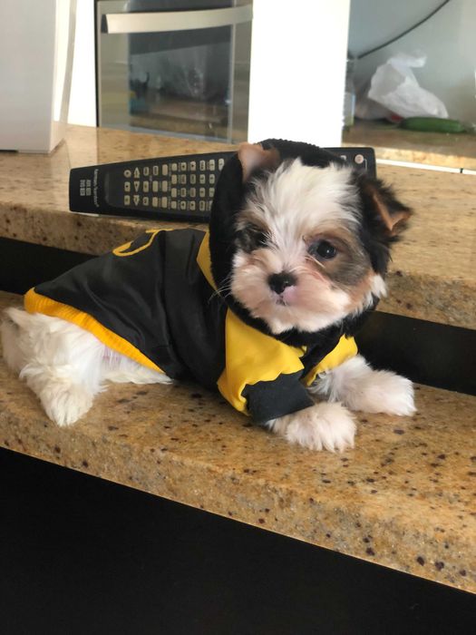 York Yorkshire Terier Biewier śliczna sunia