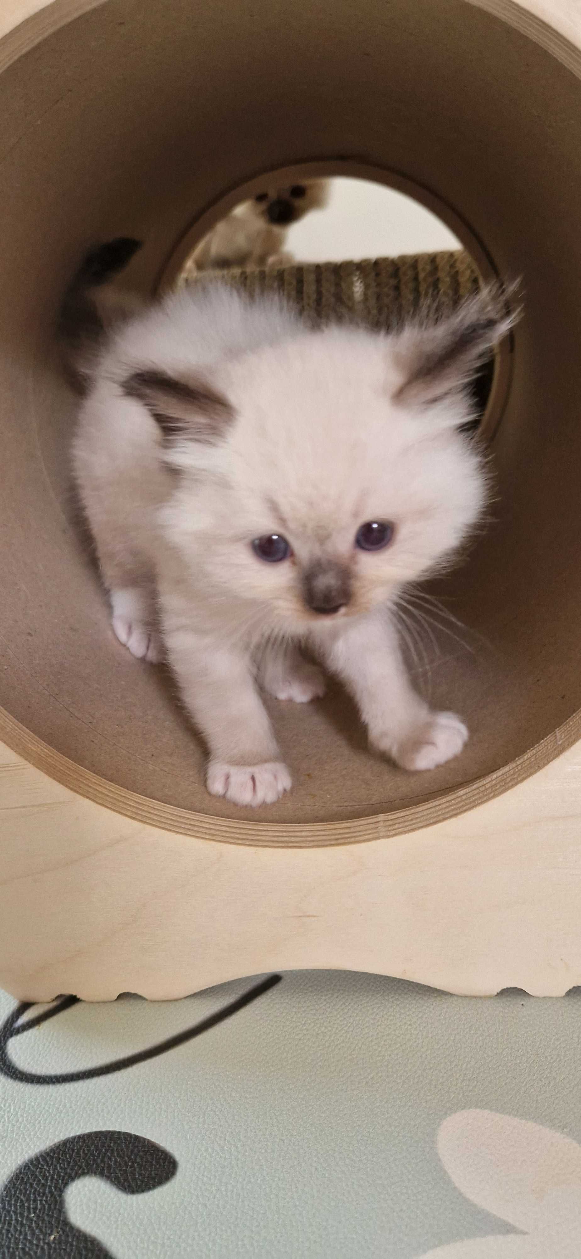 Śliczny kot rasy Ragdoll