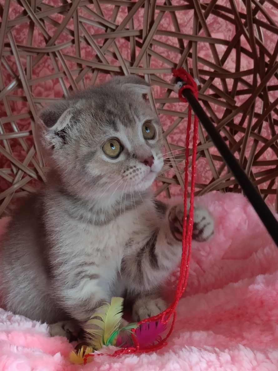 Грайливий котик вільний
