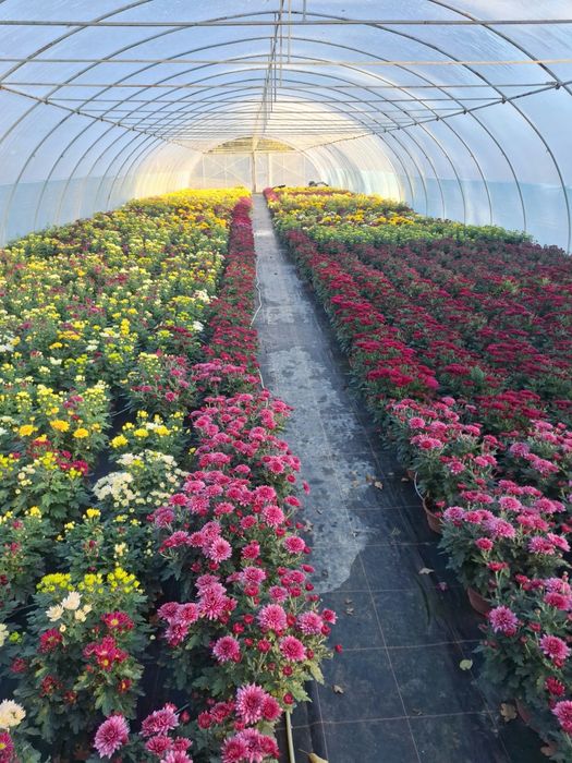 Chryzantemy na sprzedaż!