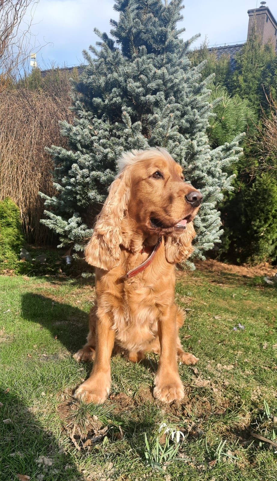 Cocker spaniel angielski