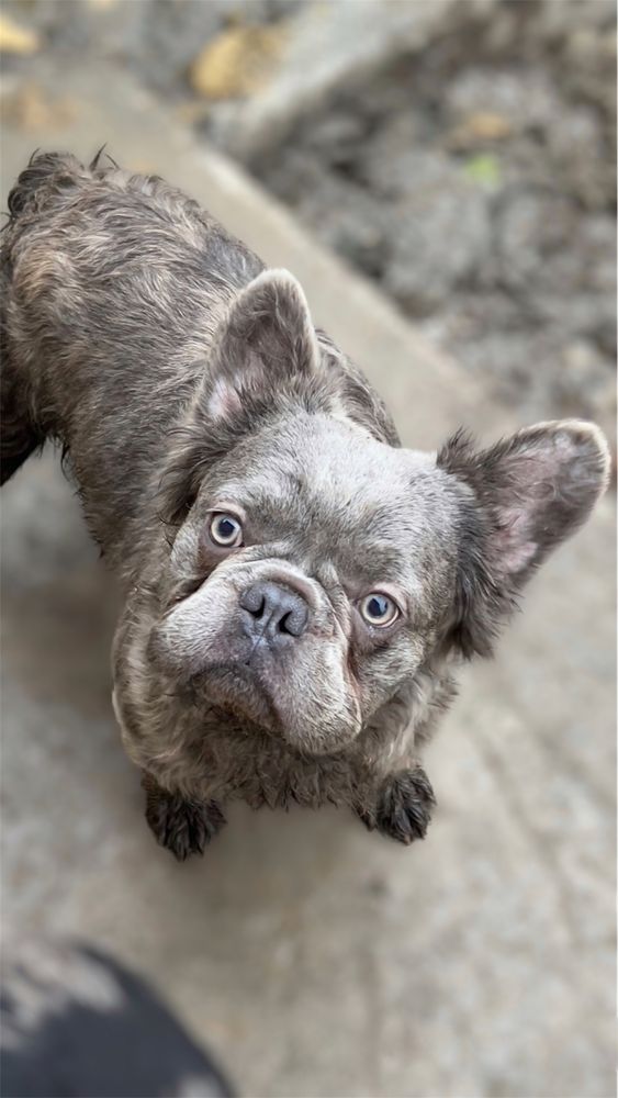 Флаффи французский бульдог fluffy bulldog вязка вʼязка