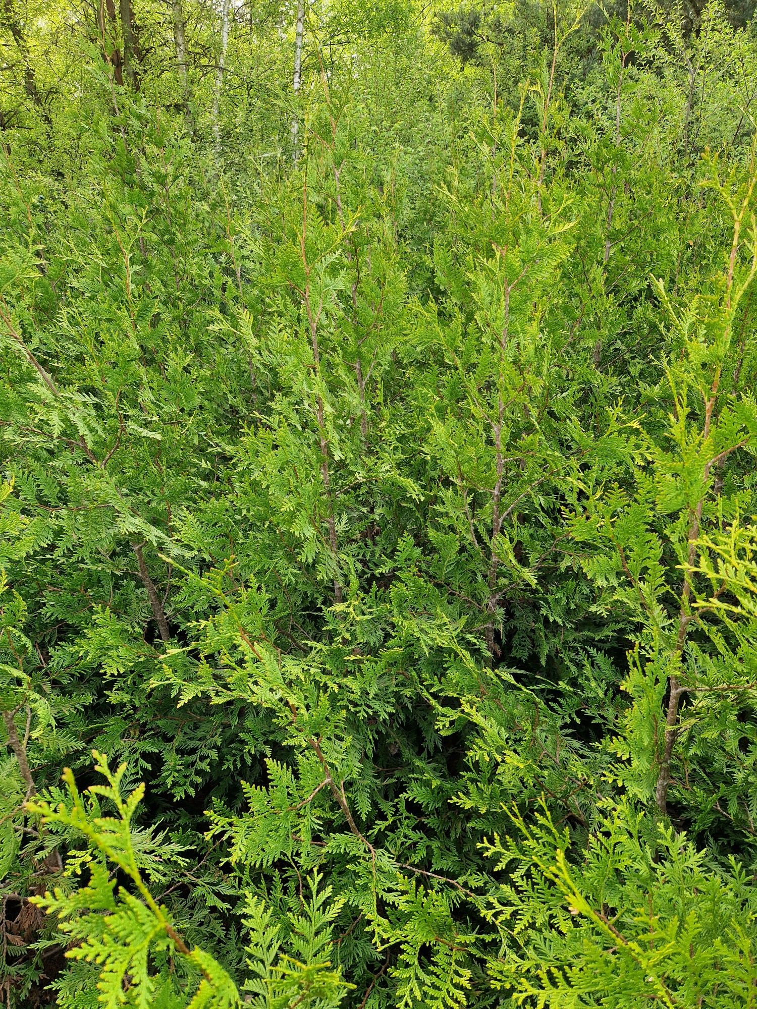 Tuja Aureospicata, thuja 150-200 cm