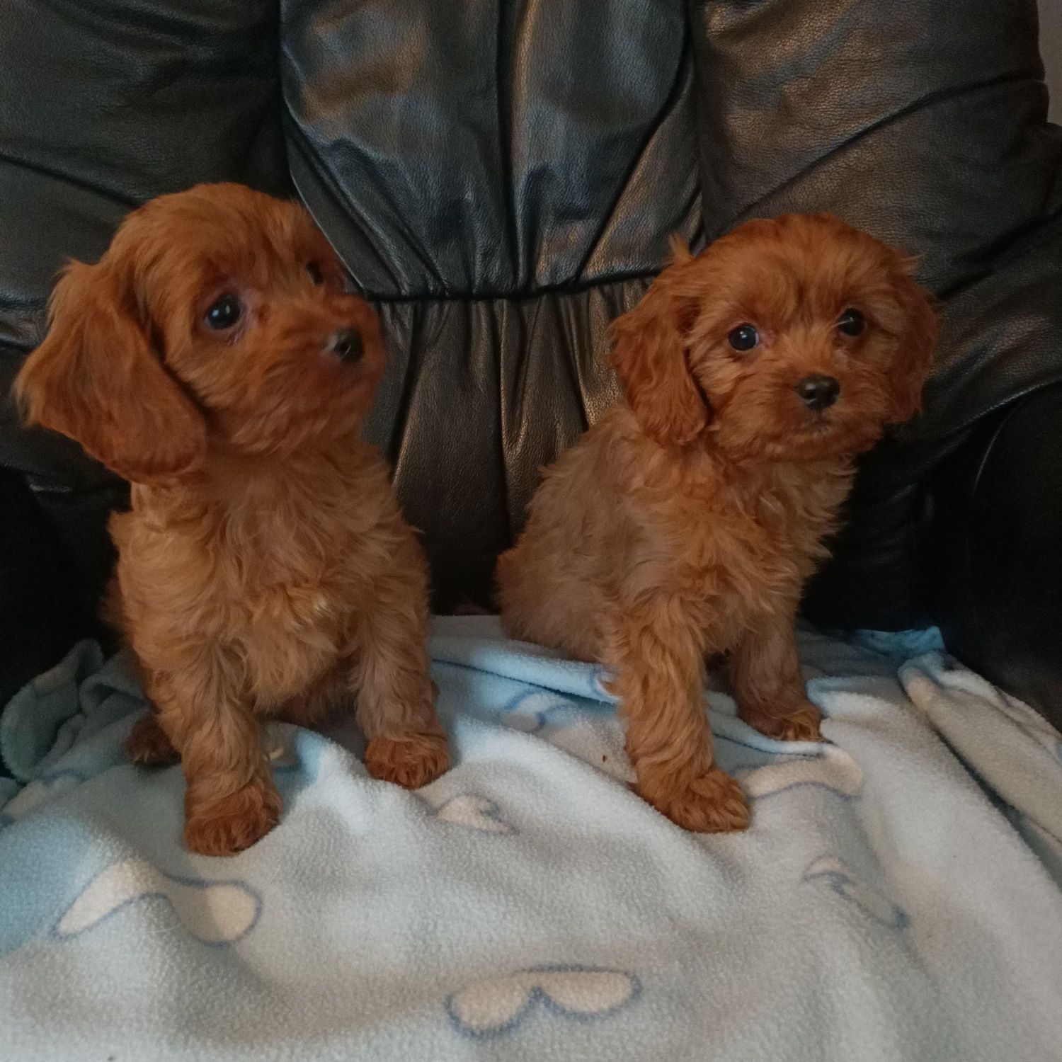 Cavapoo cudowne maluchy do odbioru