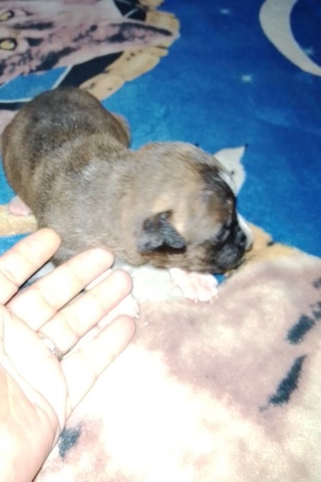 Продажа щенков амстафа