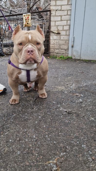 Открыт для вязки кобель Американский Булли. Документы АБКС