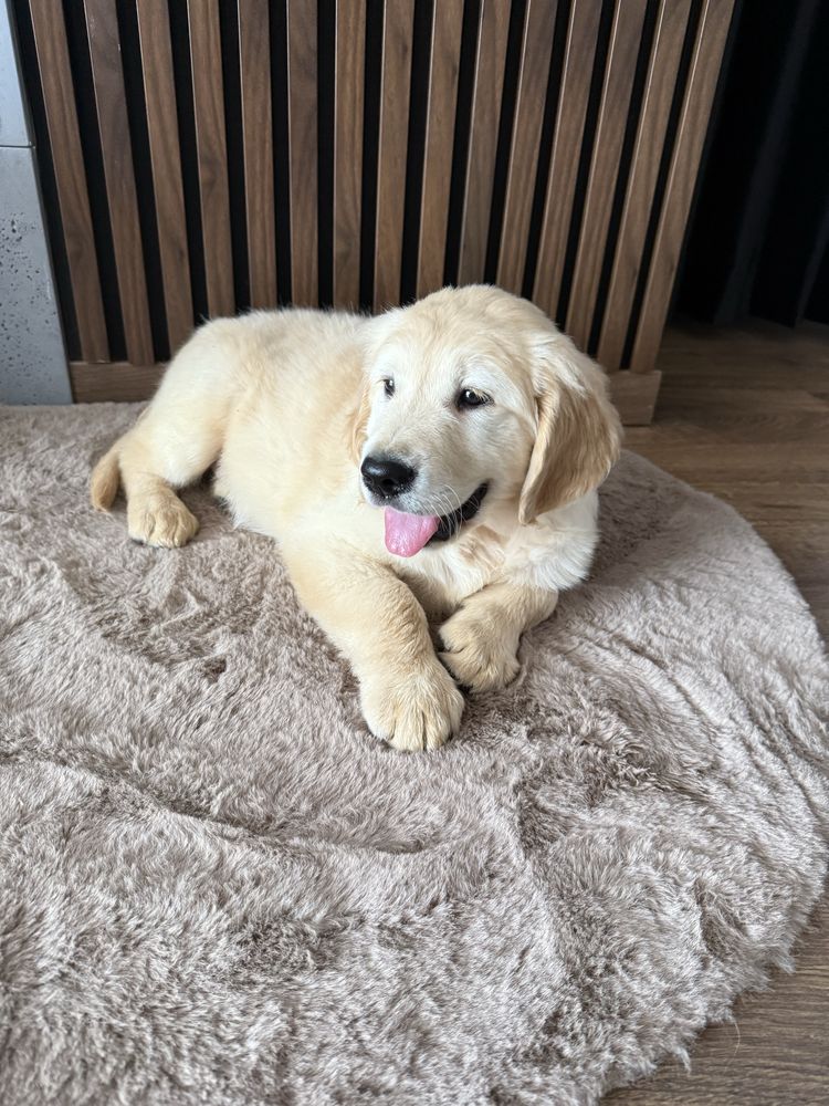 Piesek Golden Retriever