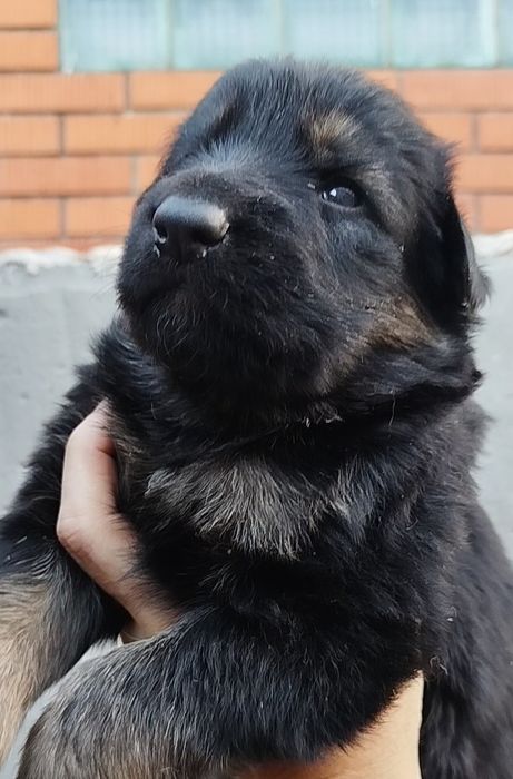 Цуценята німецької вівчарки ДШ