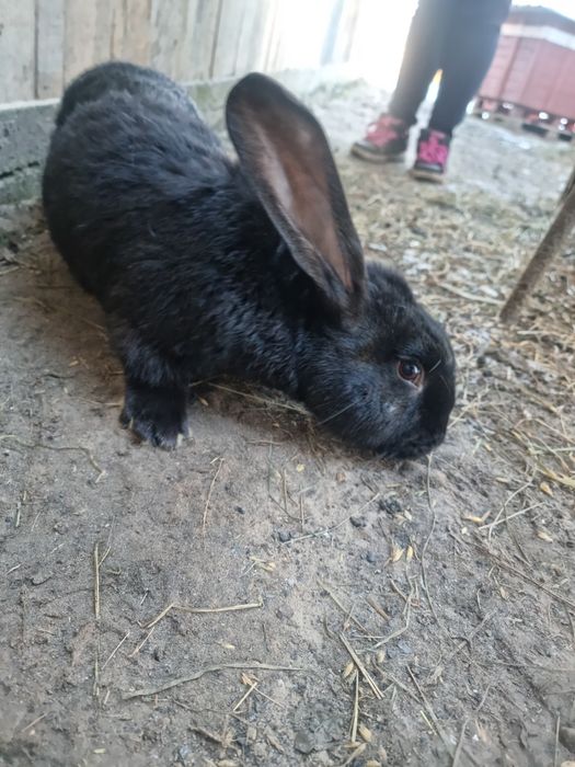 Królik - Belg/Srokacz