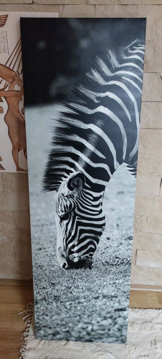 Obraz na płótnie Zebra