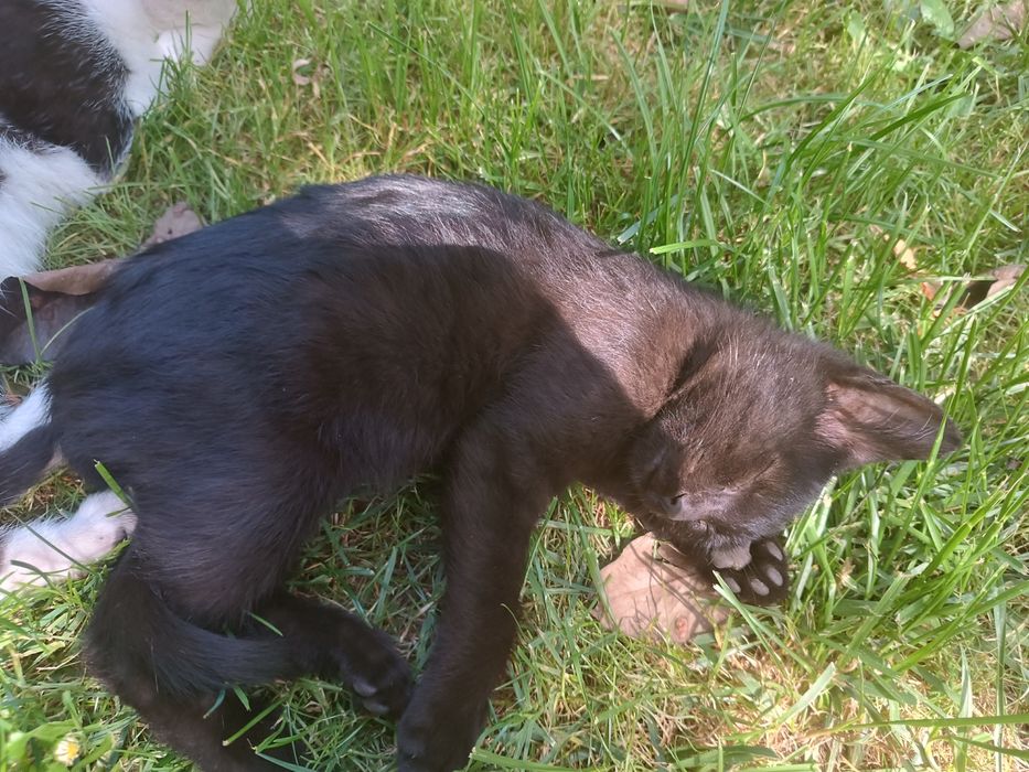 Oddam kota.        .