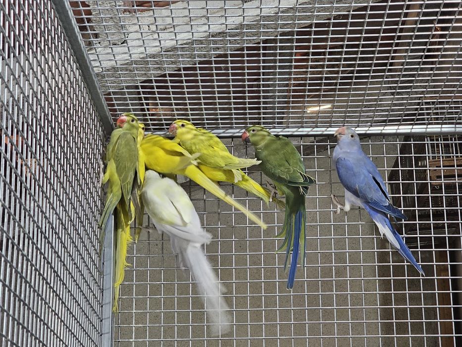 Ring neck 2025 sexados