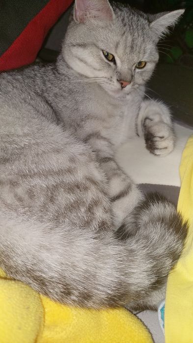 Продаю кота . Срібна шиншила