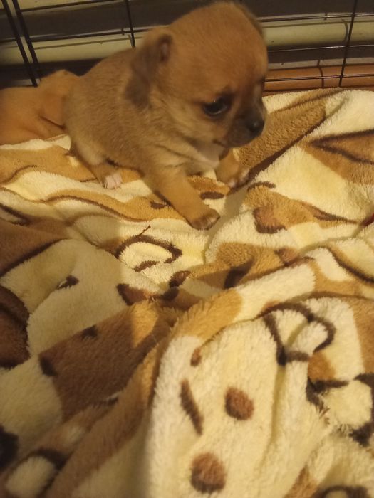 Rezerwacja suni Chihuahua długowłosa