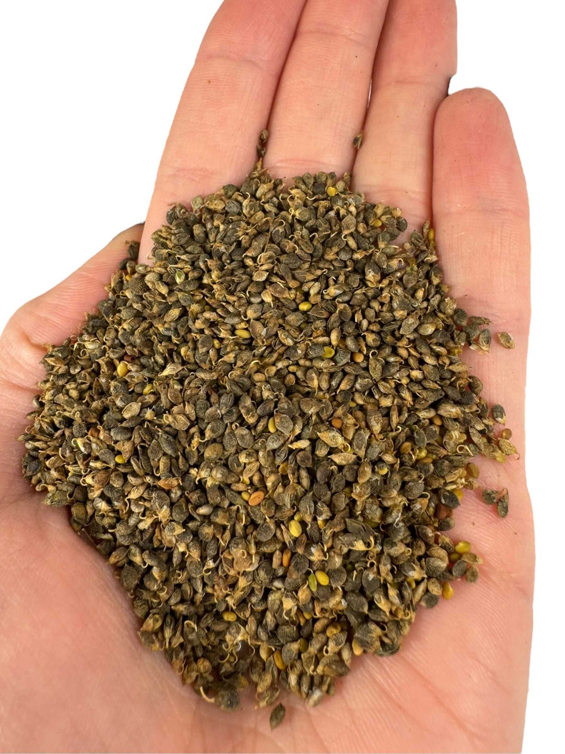 Nostrzyk biały ładny niebukowany 1kg