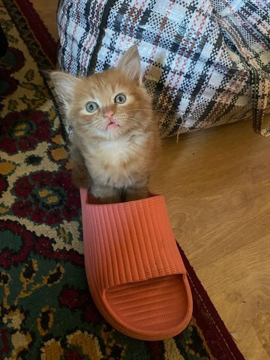 Рижий комочек счастья ищет дом