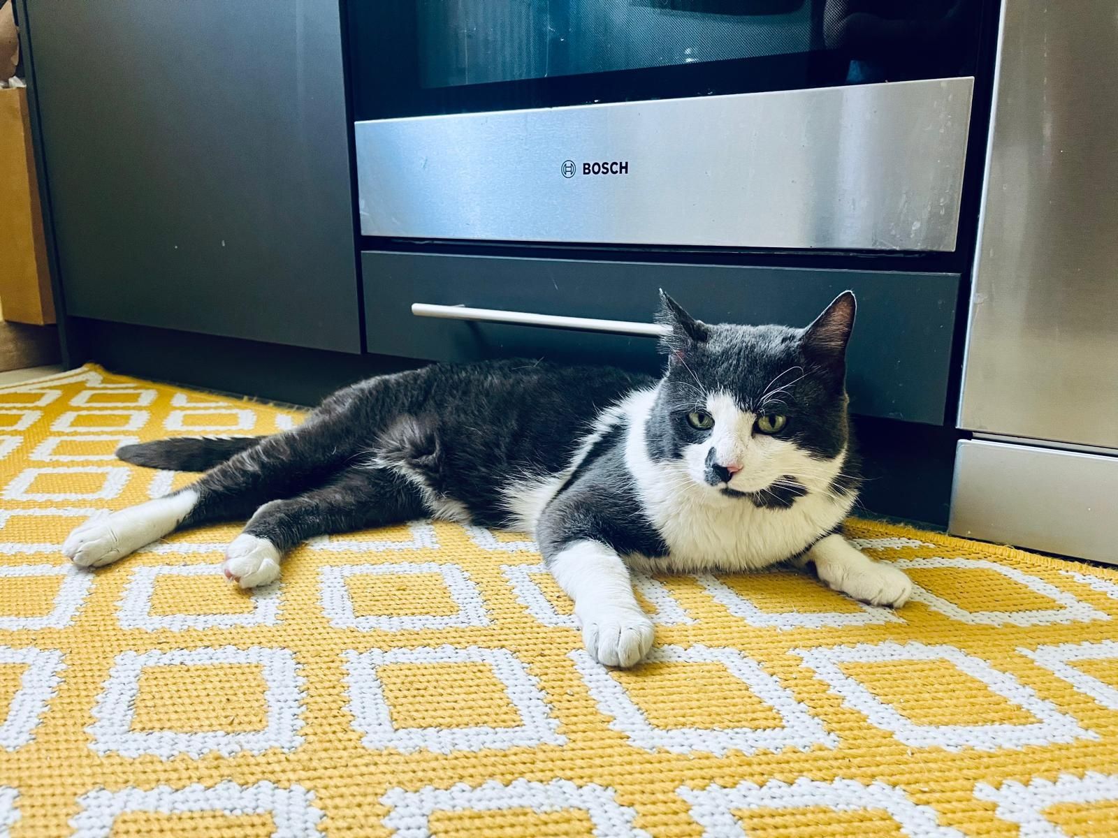 OREO poleca się do adopcji