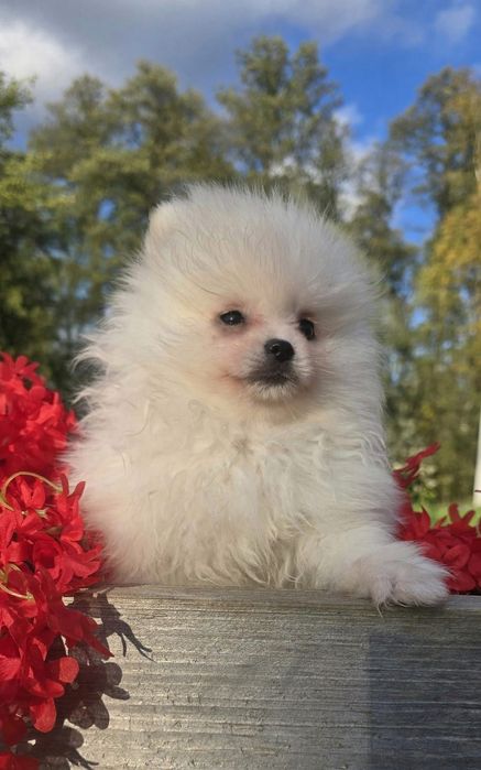 Szpic miniaturowy pomeranian