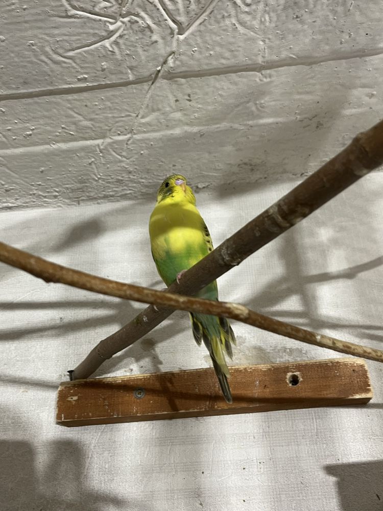 Papuga falista szek