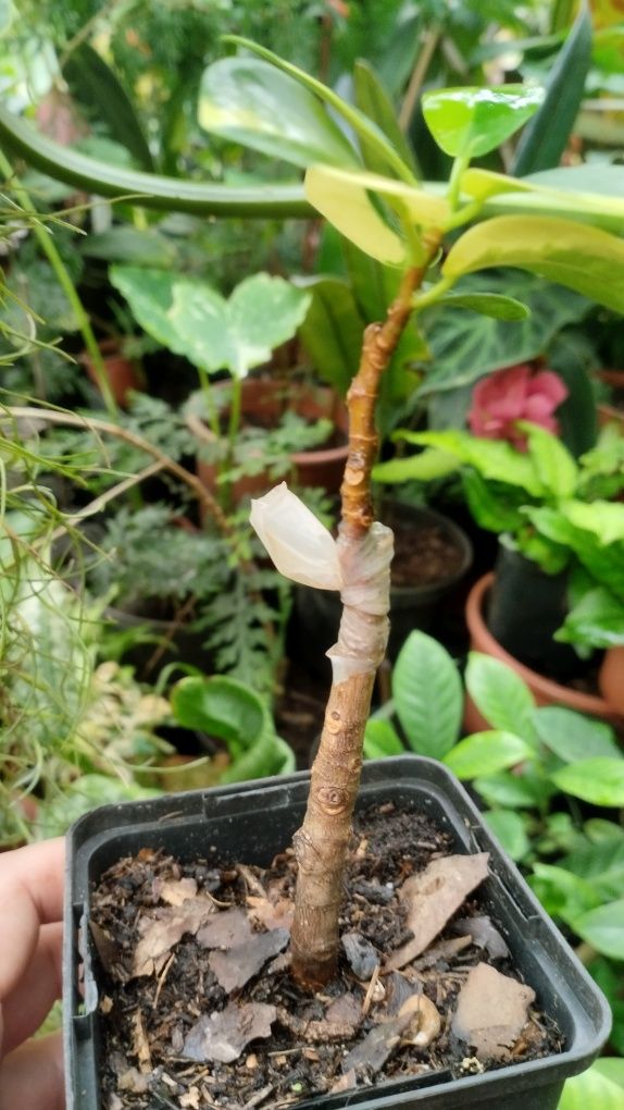 Фікус ficus formosa variegata