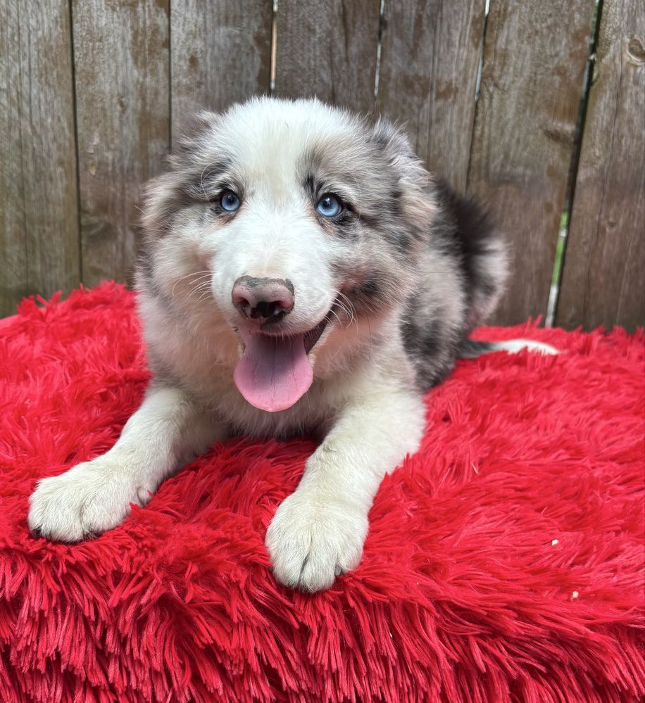Border collie- piesek blue-merle