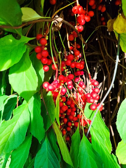 Лімонник китайський