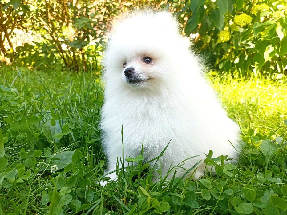 Biału Szpic Moniaturowy Pomeranian 5 miesięczny bardzo mały..