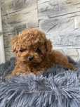 Pudel Toy Teacup sliczny malenki chlopiec