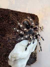 Ptasznik białokolanowy Samica Acanthoscurria geniculata