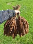 Proso senegalskie 2kg ziarno czerwone