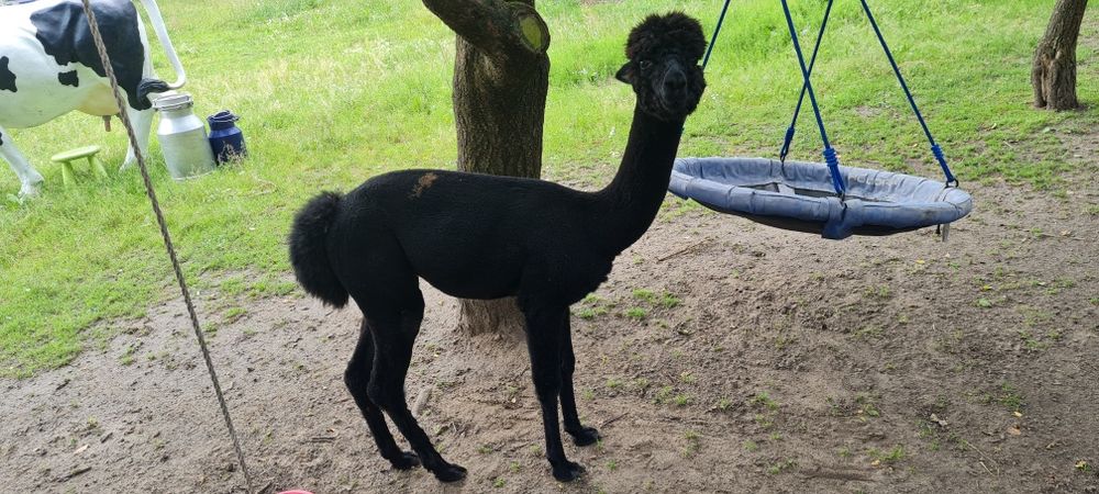 Alpaka Huacaya Samiec 1 rok Czarny dobrej budowy