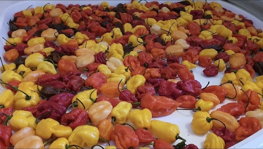 Надгострий соус "Ядерний Реактор" Carolina Reaper 999