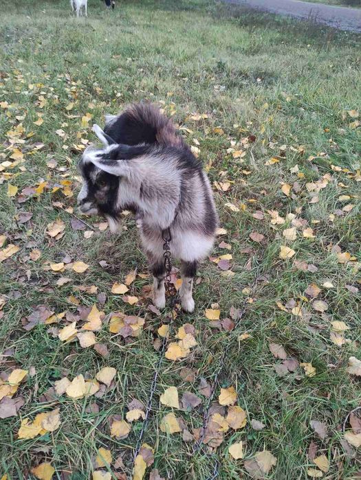 Продам козенят/ козлят вже можна на м'ясо