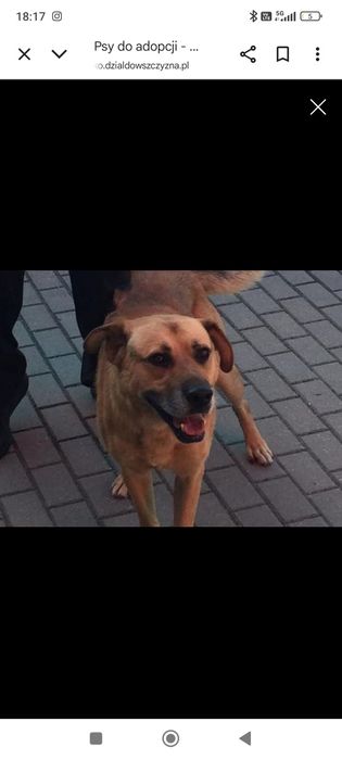 Piękny Rudy czeka na dom!