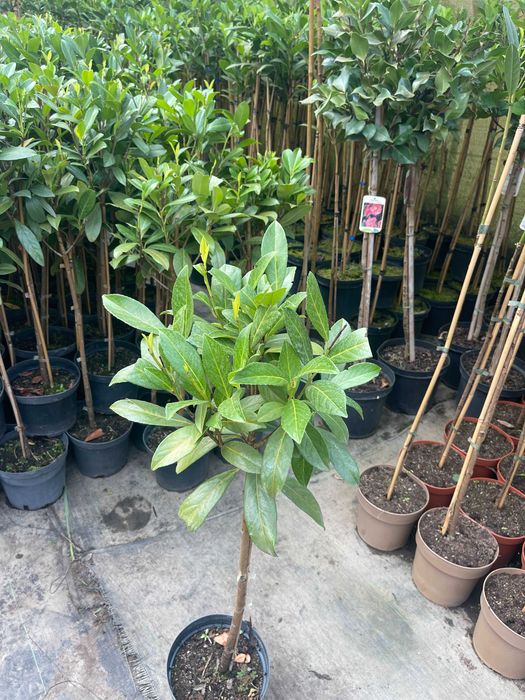 Laurowiśnia Caucasica na Pniu 100 cm 95 zł