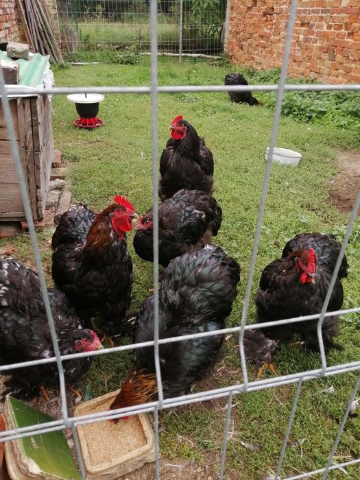 Kochiny Olbrzymie do sprzedaży