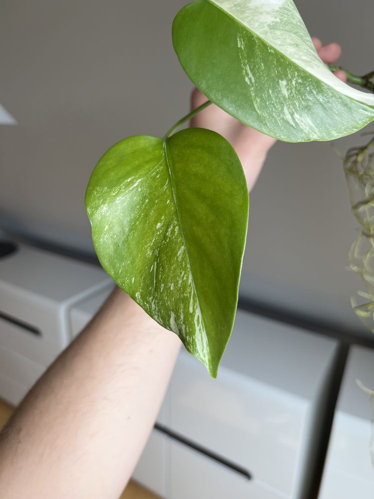 Monstera Variegata