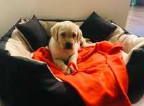 Labrador biszkoptowy