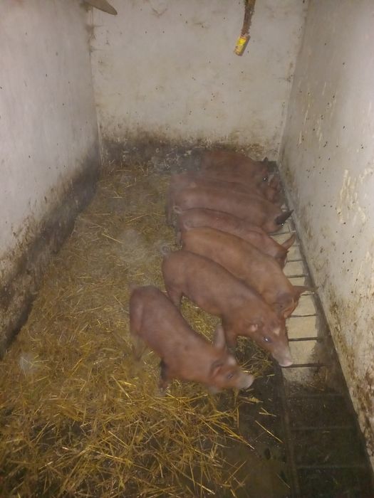 Продам поросята двох породний гібрид дюрок ландрас мясні