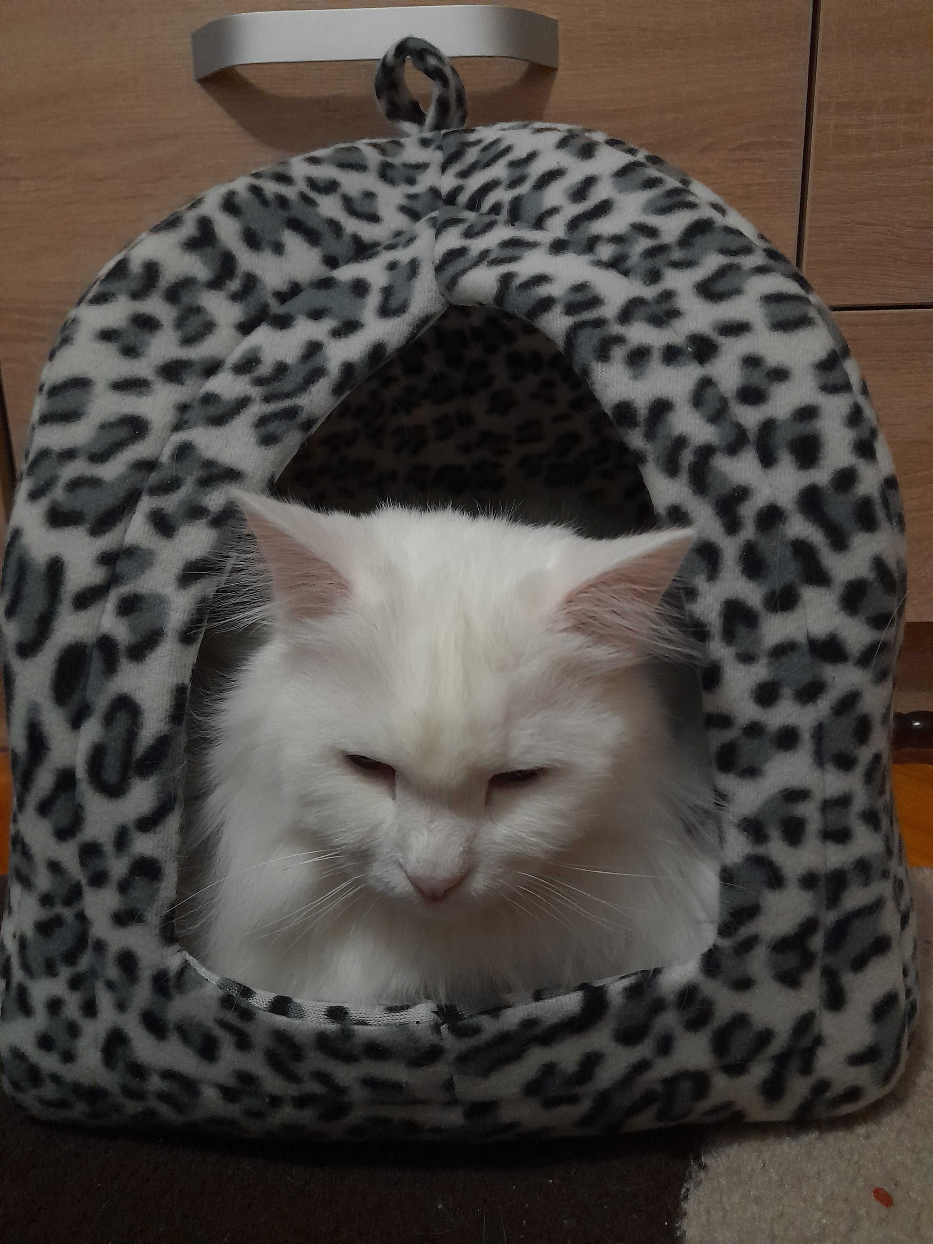 Білий пухнастий котик