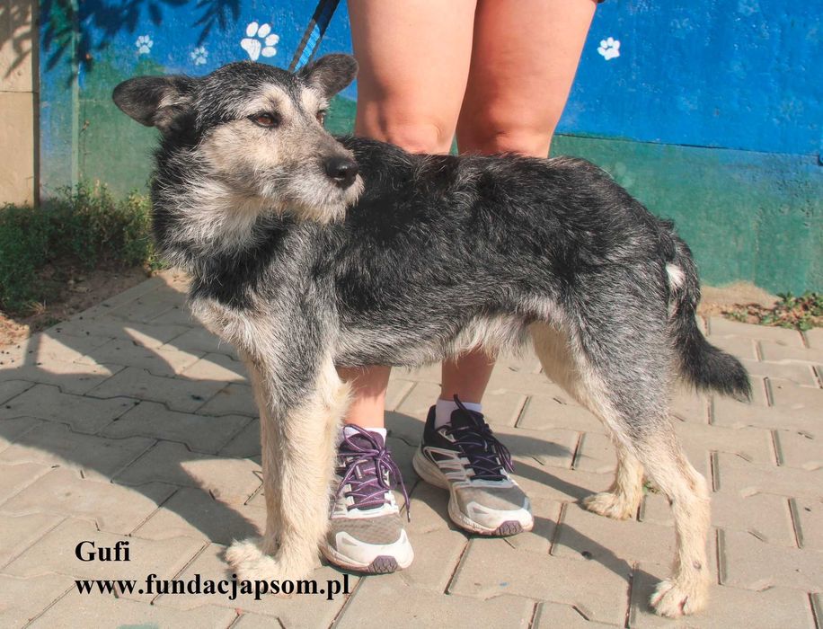 Gufi, cudowny sierściuch